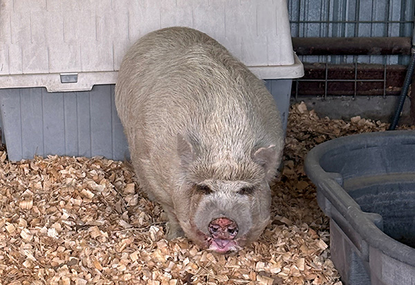 potbelly pig - front
