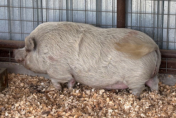 potbelly pig - left