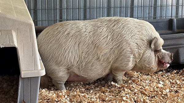 potbelly pig - right