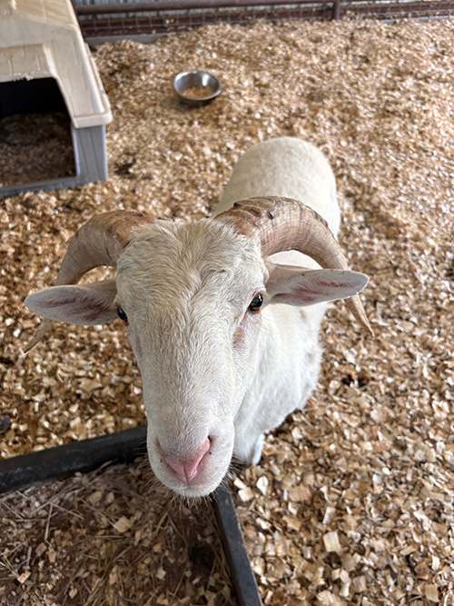 Sheep