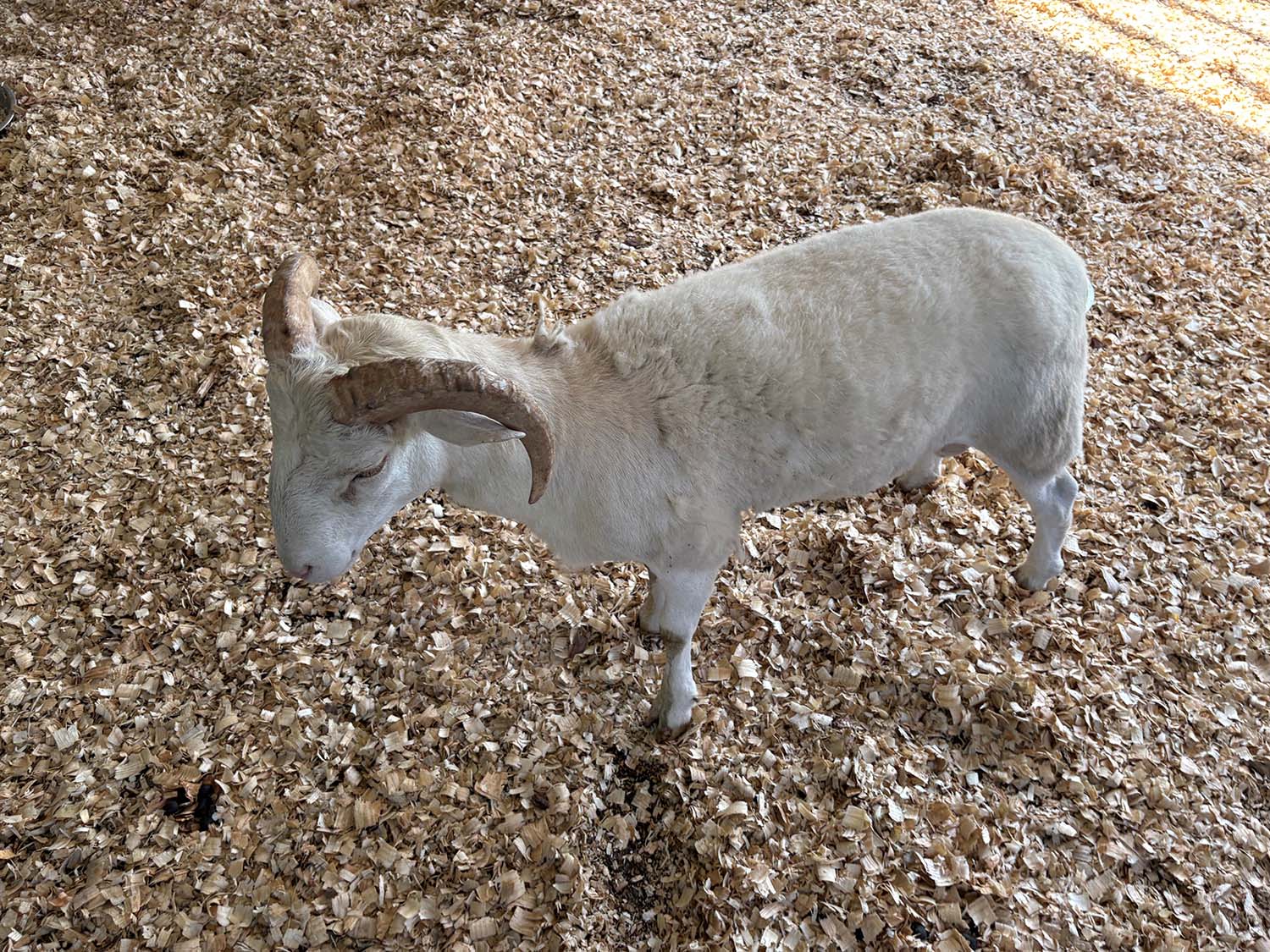 sheep