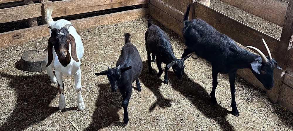 goats