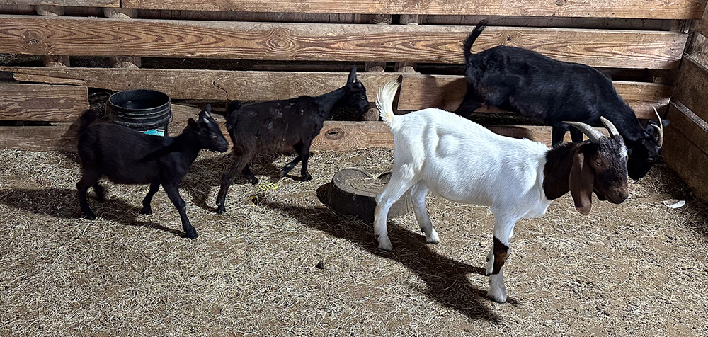 goats