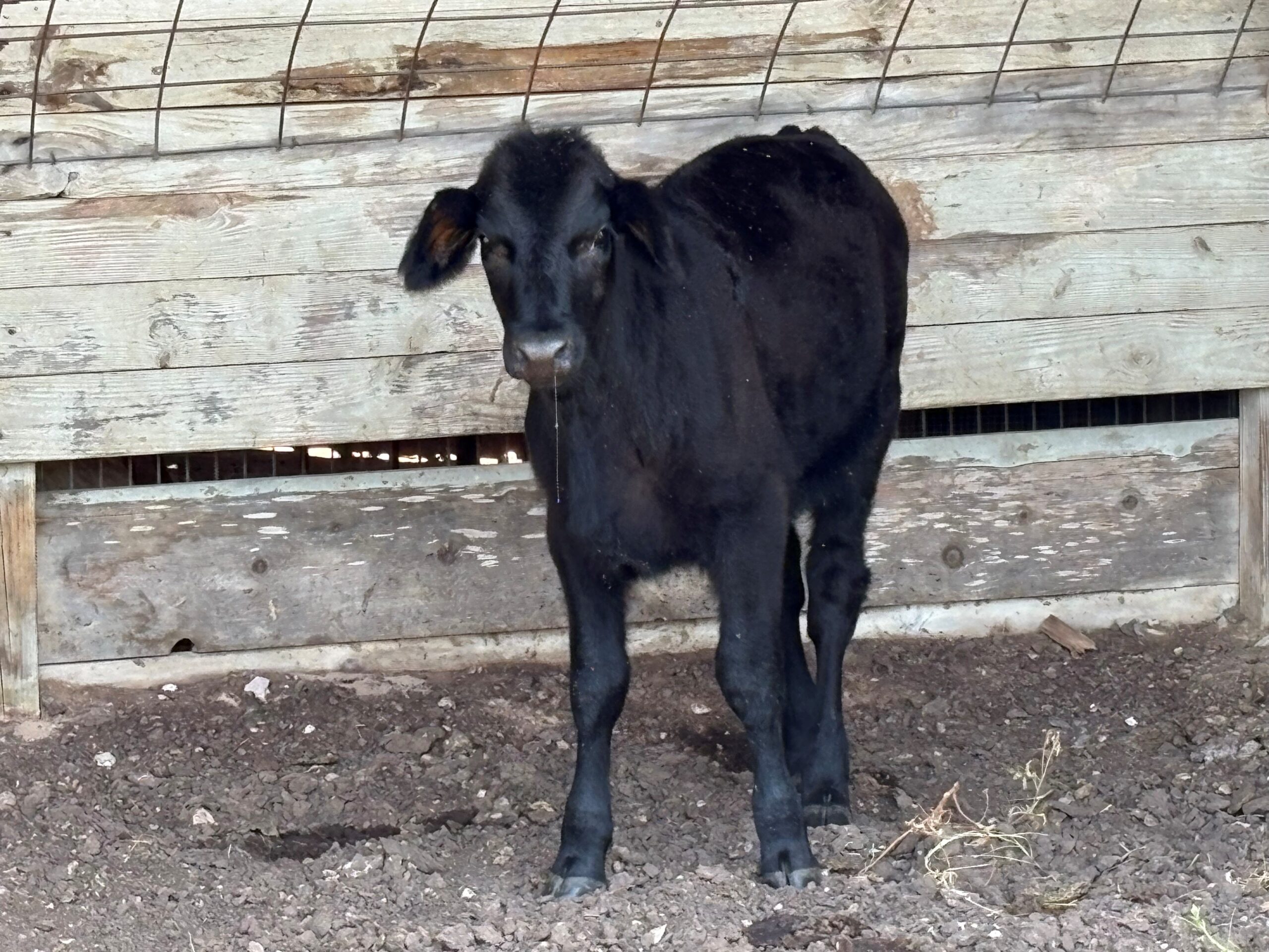 heifer, black, front