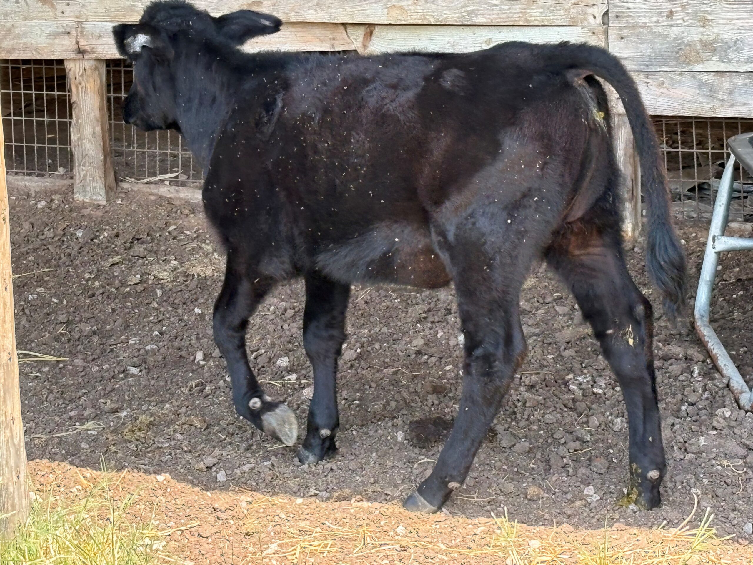 heifer, black, left side