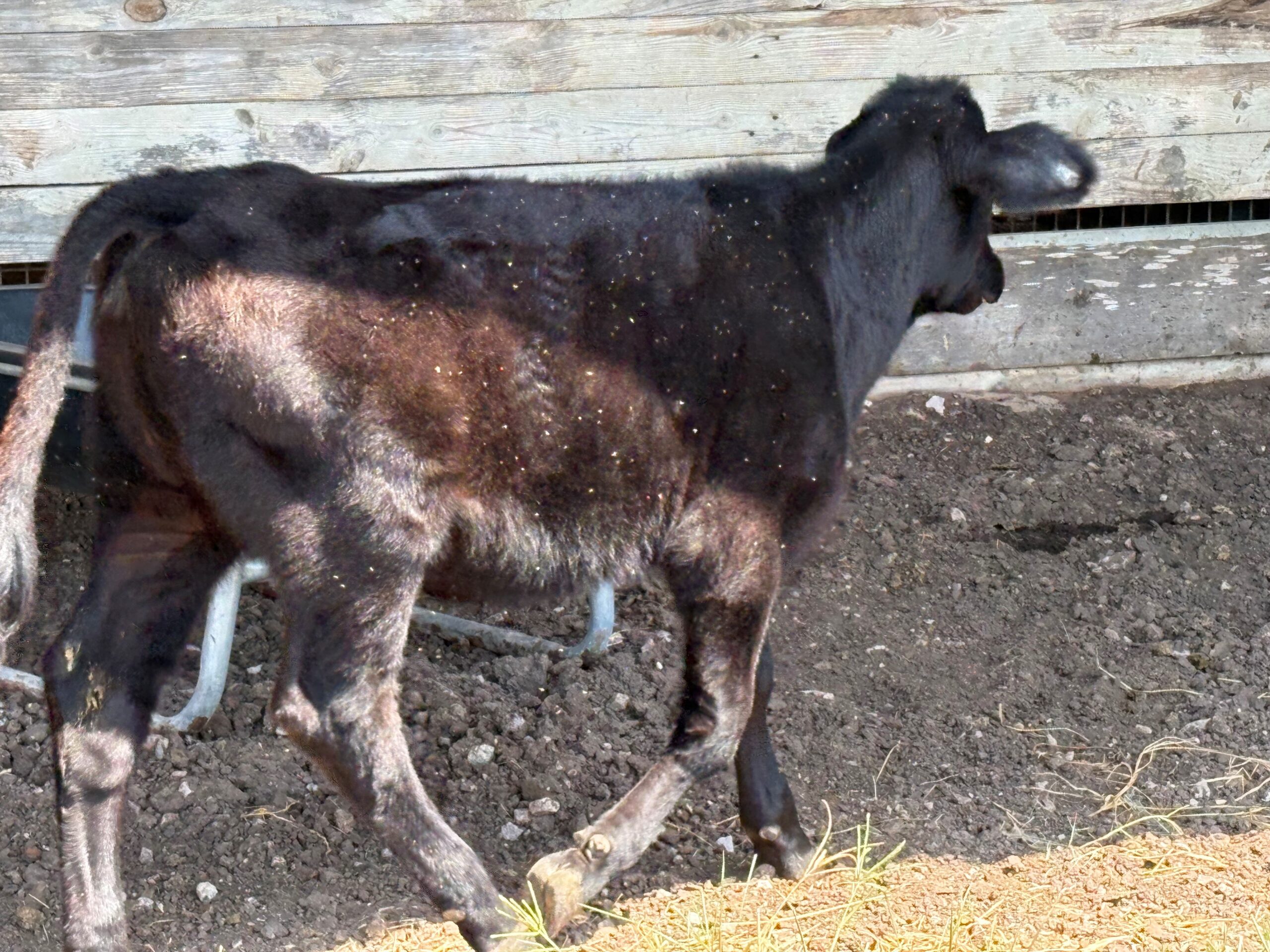 heifer, black, right side
