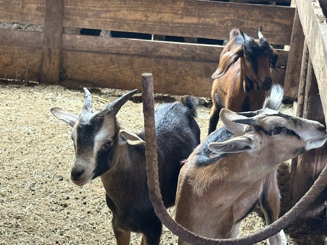 goats