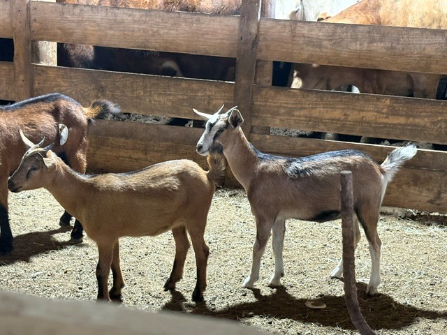 goats