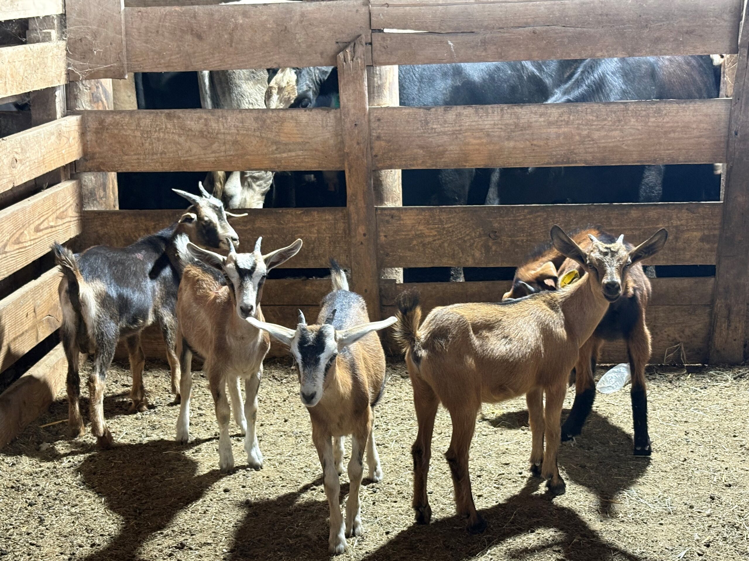goats